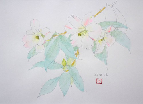 Xilografia giapponese tensho - xilografia,