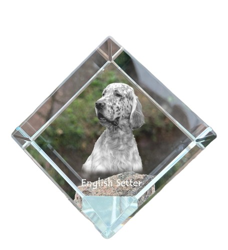 English setter inglese - inglese,