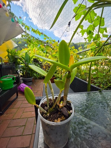Cattleya loddigesii var