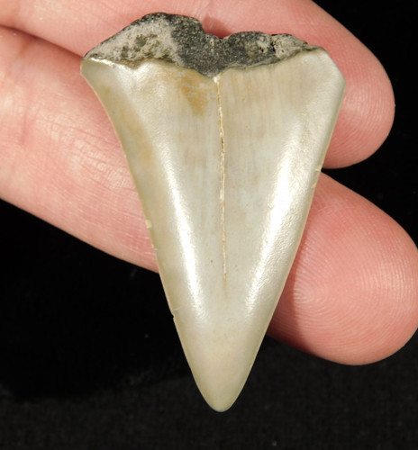 Grande dente fossile squalo - grande,