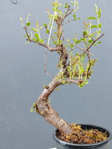 Pre bonsai melograno - pre-bonsai,