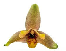 Lycaste Ingapirca Amber Red
