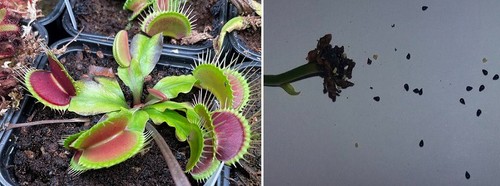 Semi dionaea muscipula - di,