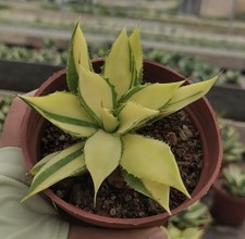 1pcs 7-10cm cactus pianta