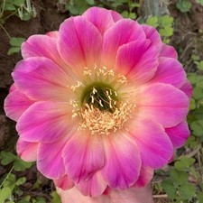 Pianta succulenta di cactus