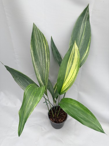 Aspidistra elatior variegata - elatior,