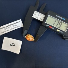 Argilla fatta a mano Cypraea