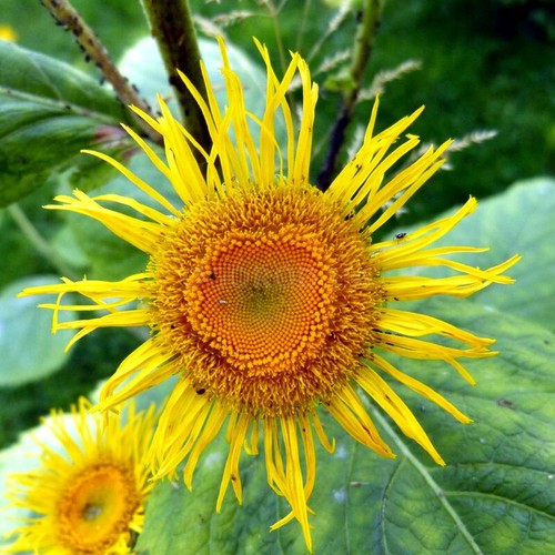Elecampane seёds g erbe - seёds,, 0,2