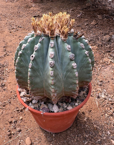 Ferocactus glaucescens inermis - glaucescens,