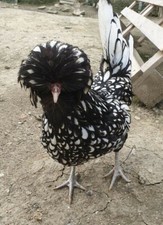 UOVA FERTILI  DI RAZZE PURE  feconde / fecondate  (OFFERTA  24 Ore)