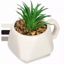 KADAX piante grasse in vaso