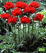 Semi di Papavero Turco "Scarlet o'Hara", Papaver orientale