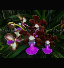 Vanda insignis