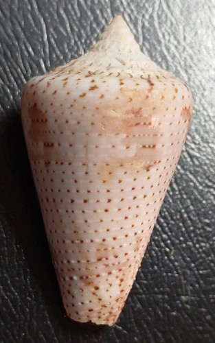 Conus - , (stephanoconus)
