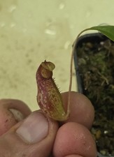 Nepenthes Aristolochioides X