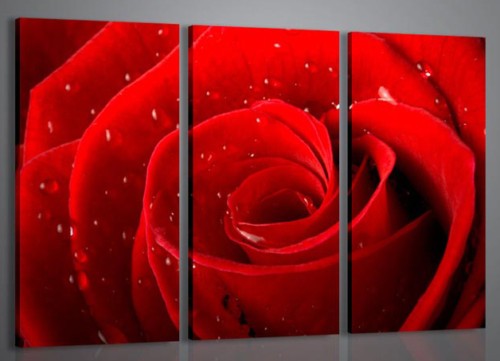 Quadri moderni red rose - red, i