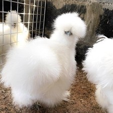 UOVA FERTILI  feconde