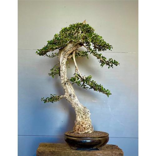 Bonsai olivo acebuche - bonsai,