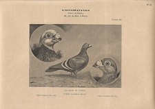 Stampa antica PICCIONI