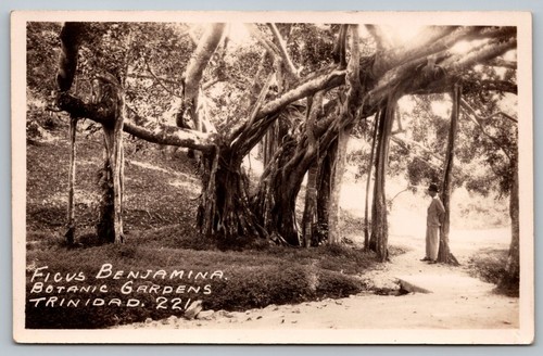 Cartolina ficus benjamina - ficus,