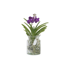 Plant in a Box  Orchidea Vanda