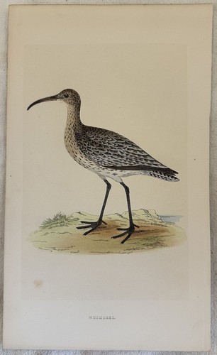 Morris whimbrel chiurlo - morris,