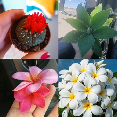 Plumerias recién cortadas - plumerias,