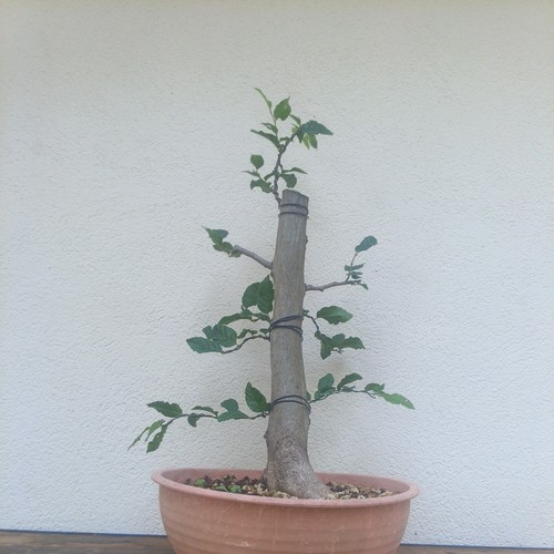 Bonsai carpino bianco prezzo - bonsai,