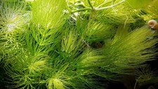 Ceratophyllum demersum pianta - demersum,