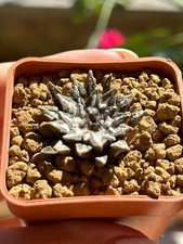 Ariocarpus kotschoubeyanus