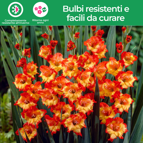Bulbi gladiolo resistenti - bulbi,