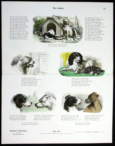 Cane canili casetta per - cane,