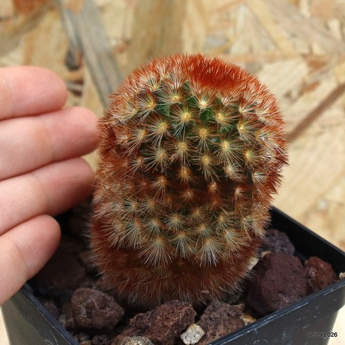 Mammillaria carmenae