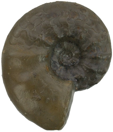 Trias ceratites praenodosus - ceratites,