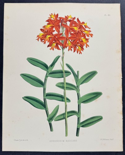 Orchidea radican - -,