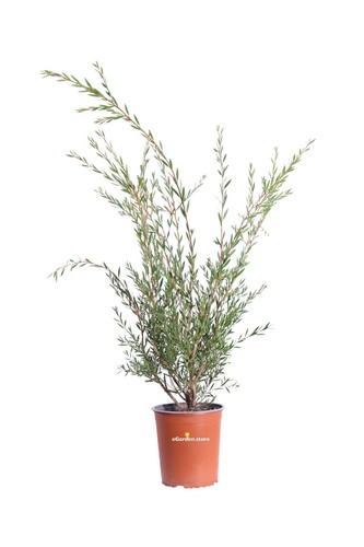 Pianta callistemon linearis - pianta, di