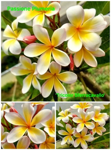 Talea plumeria - di,