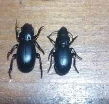 Coleoptera Carabidae 2ex Percus  Dejean  Abruzzo