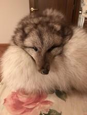 Collo di Volpe della