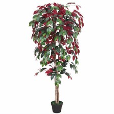 Ficus rosso benjamin fico - benjamin,