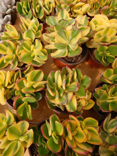 Sale2188 crassula ovata - crassula, giallo