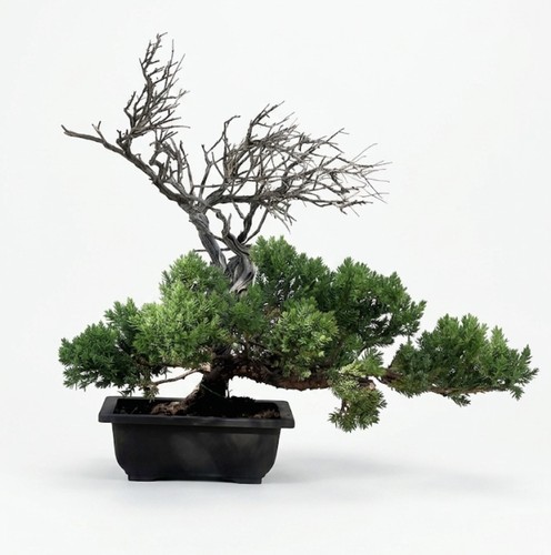Juniper bonsai twisted 6cm - juniper,