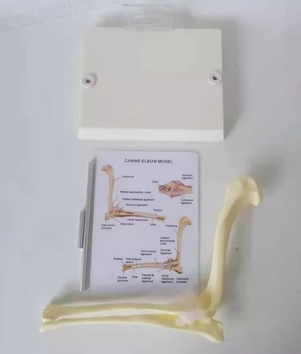 Modello scheletro cane animale