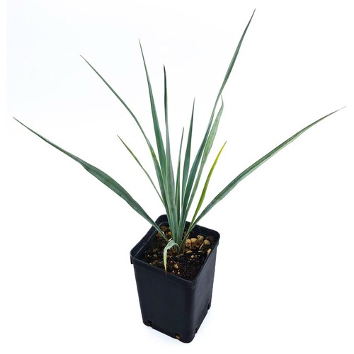 Yucca rostrata resistente - yucca,