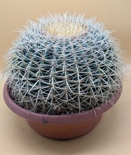 XXL Echinocactus Grusonii 35