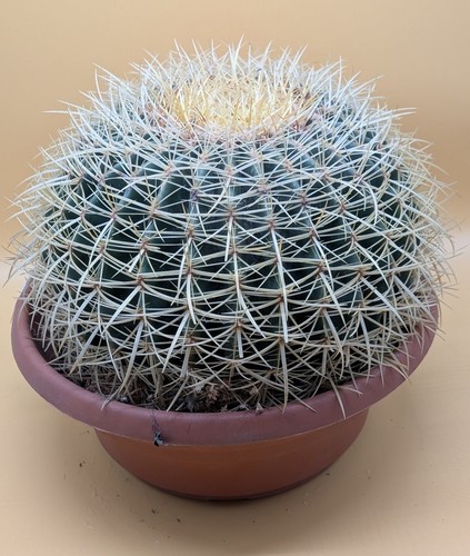 Xxl echinocactus grusonii - xxl, 35