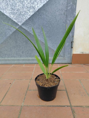 Pianta palma chamaerops - palma,