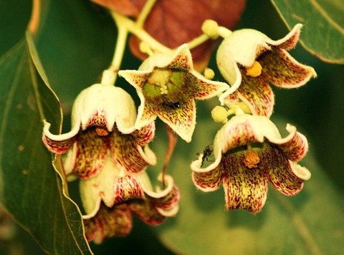 Brachychiton populneus - brachychiton,