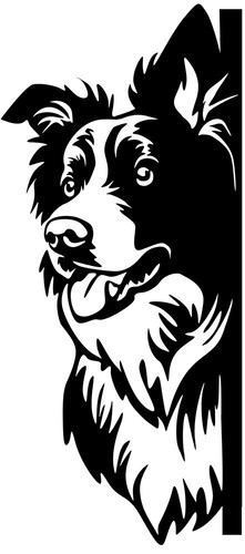 Adesivo border collie - adesivo,