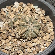 Aztekium Ariocarpus